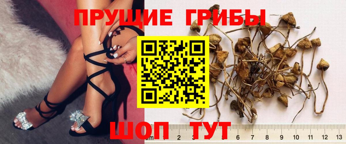 Галлюциногенные грибы ЛСД  даркнет сайт  Элиста  Псилоцибиновые грибы Psilocybine cubensis  Вход с VPN 